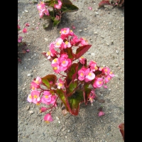 Begonia (Gracilis X Semperflorens) cv. Stara Rose (fam. Begoniacees)(00)